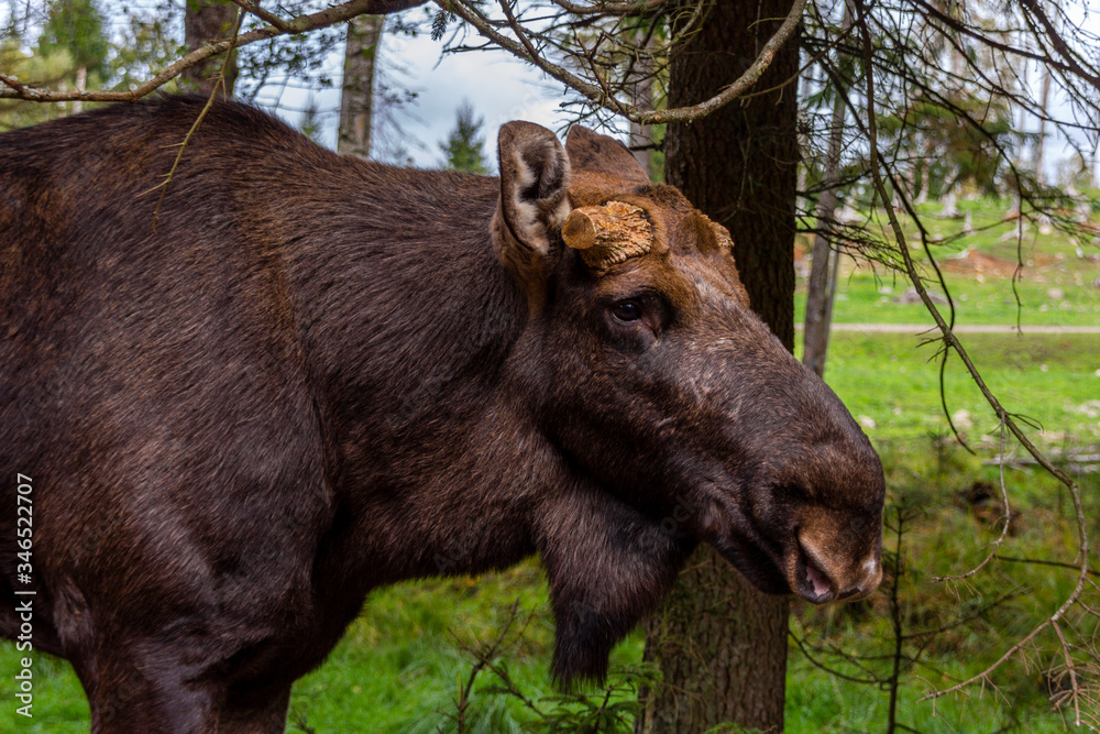 A moose in the Swedish woods A moose in the Swedish woods