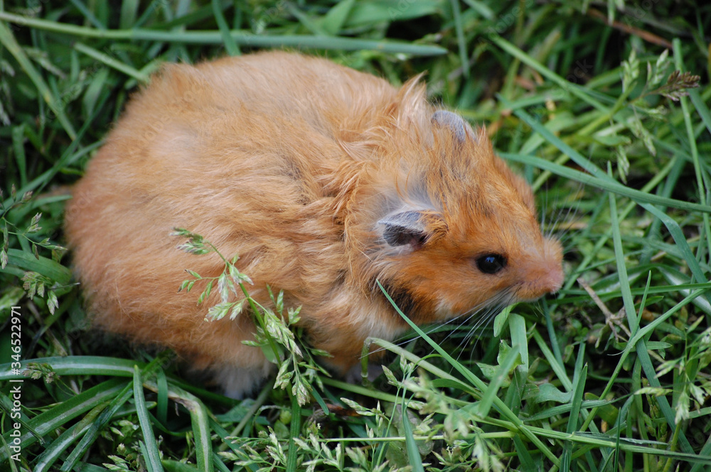 beautiful little red hamster in green grass sits beautiful little red hamster in green grass sits
