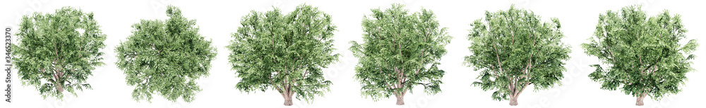 Set or collection of green field elm trees isolated on white background. Concept or conceptual 3d illustration for nature, ecology and conservation, strength and endurance, force and life Set or collection of green field elm trees isolated on white background. Concept or conceptual 3d illustration for nature, ecology and conservation, strength and endurance, force and life