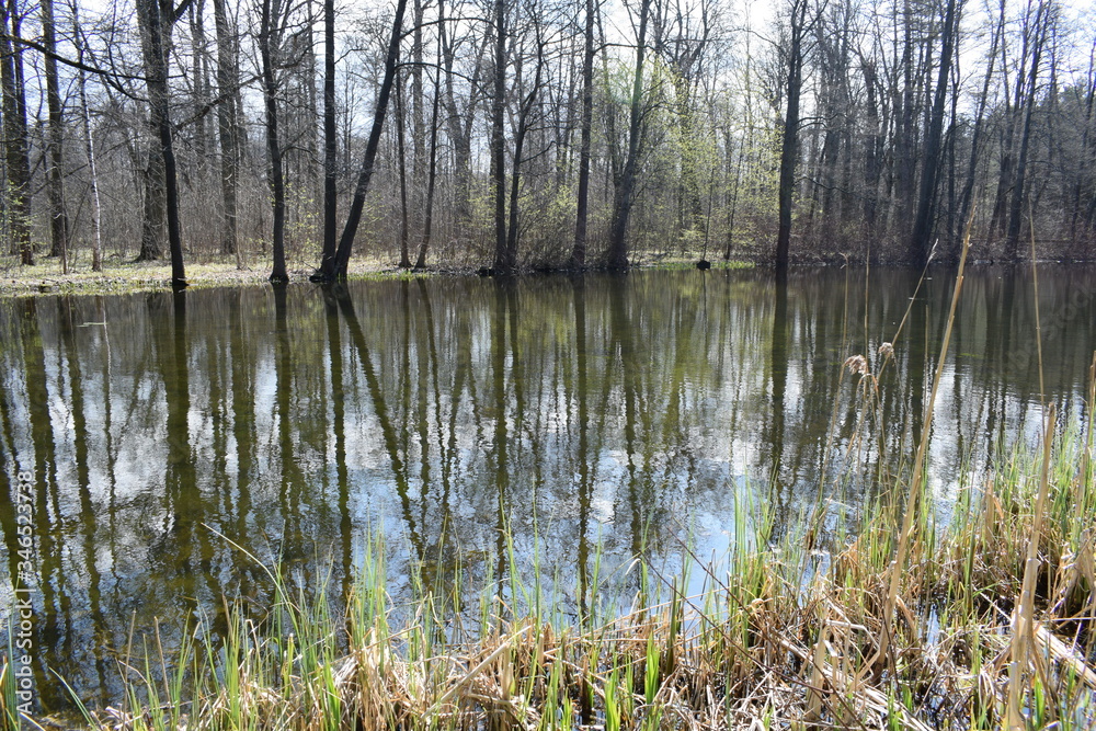 Obraz premium lake in the forest