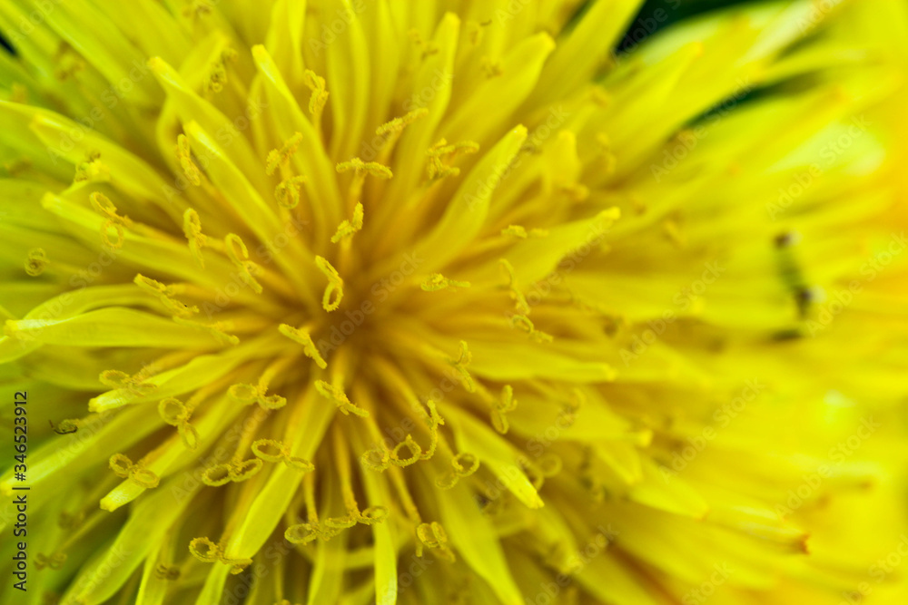 yellow dandelion flower close up spring bright wallpaper yellow dandelion flower close up spring bright wallpaper