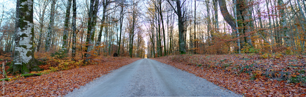 A road and fall colors at a Swedish woods in the autumn season, Gamla Åminne in Värnamo A road and fall colors at a Swedish woods in the autumn season, Gamla Åminne in Värnamo
