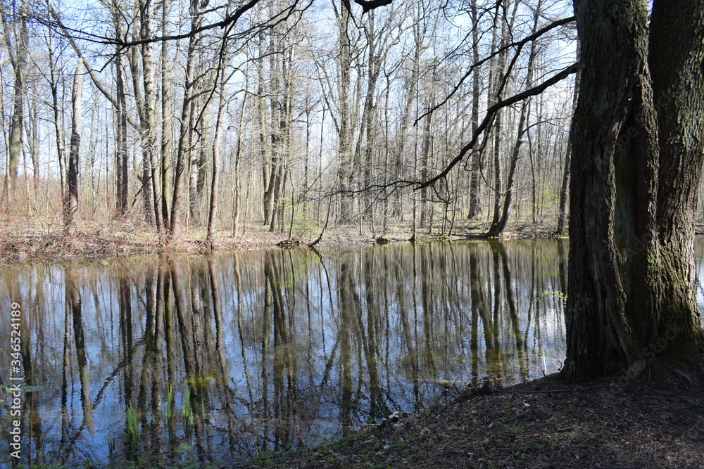 Obraz premium reflection of trees in the water