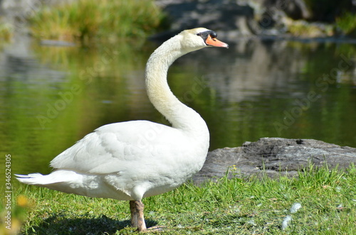 Fototapeta Naklejka Na Ścianę i Meble -  歩く白鳥