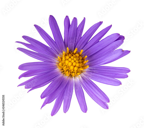 Purple aster on white background