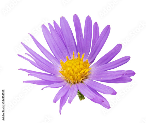 Purple aster on white background