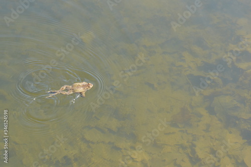 the frog is sitting in the water