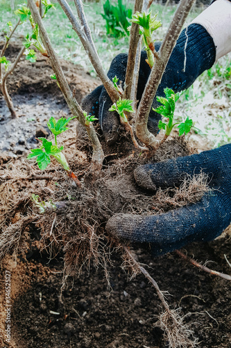 planting currant Bush, roots in the ground,gardening, hands in household gloves