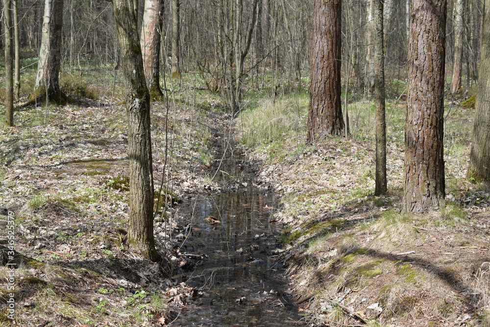 footpath in the woods