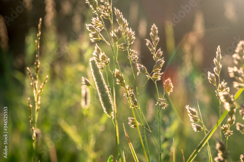 Sun rays at sunset through the grass and flowers in the field. Russia  Vladimir