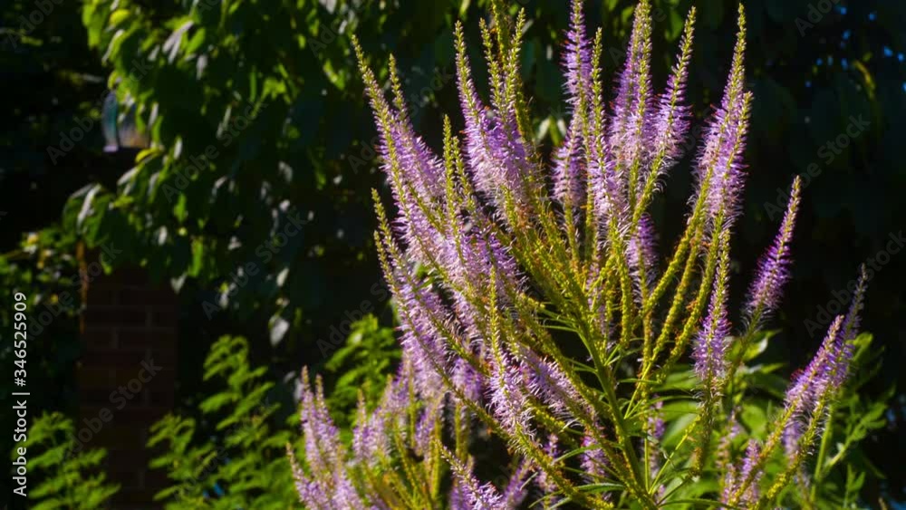 purple flower in summer purple flower in summer