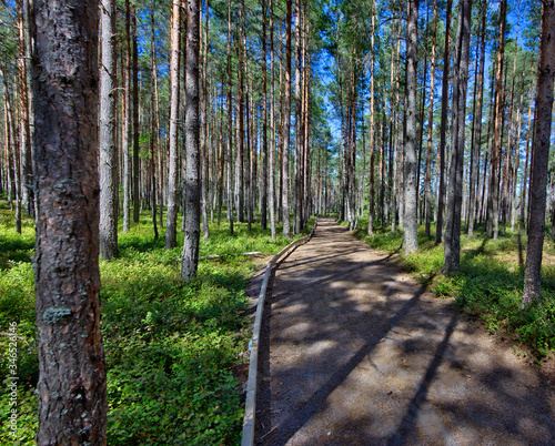 Dumme Mosse nature reserve outside of Jönköping, Sweden photo