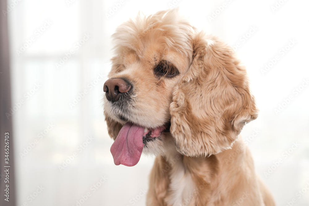 Close-up of muzzle of cocker spaniel at home