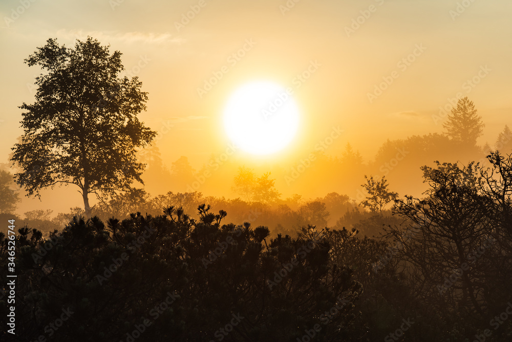 One tree in a swamp during sunrise. One tree in a swamp during sunrise.