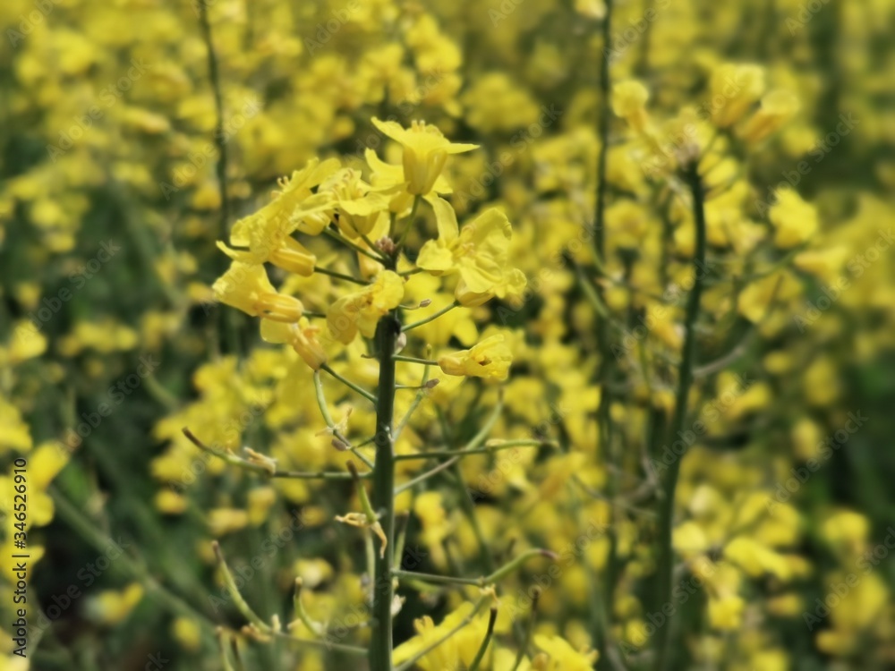 Blumen; Feld; Raps; HImmel; Landschaft; Landwirtschaft; Blumen; Feld; Raps; HImmel; Landschaft; Landwirtschaft;