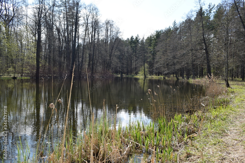 Obraz premium lake in the forest