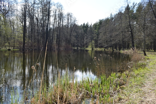 lake in the forest