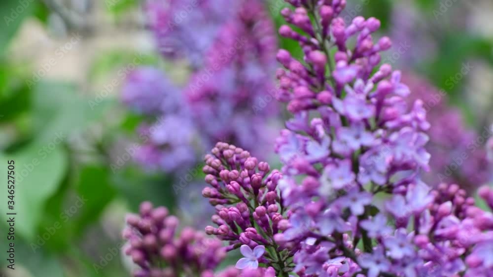 Lilac garden trees under the rain nature spring time botany 4k video Lilac garden trees under the rain nature spring time botany 4k video