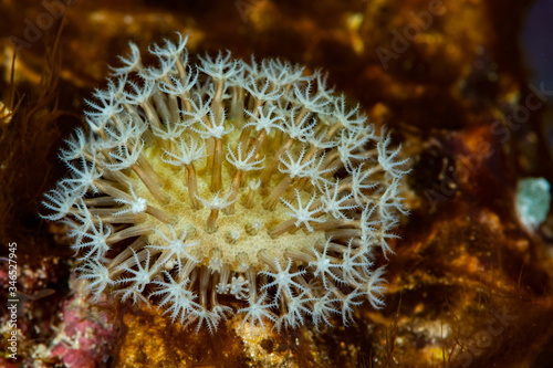 zoanthids colony with hexacorallian polyps © Subphoto