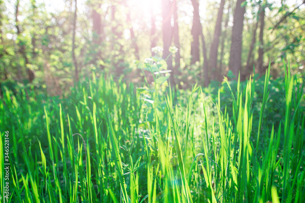 Beautiful summer landscape in nature in the park. spring green grass on a background of trees. bright highlights Beautiful summer landscape in nature in the park. spring green grass on a background of trees. bright highlights