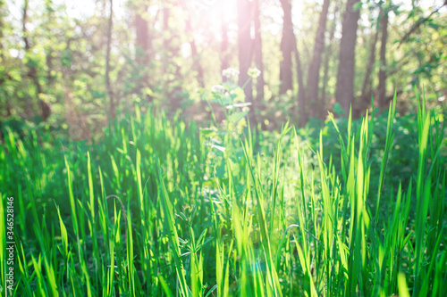 Beautiful summer landscape in nature in the park. spring green grass on a background of trees. bright highlights