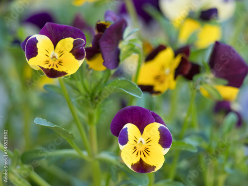 Close up garden pansy, yellow, purple and violet viola spring flower on a green bokeh background, selective focus, copy space