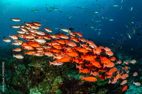 school of slender pinjalo fish photo