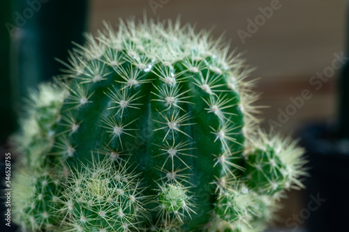 Cactus