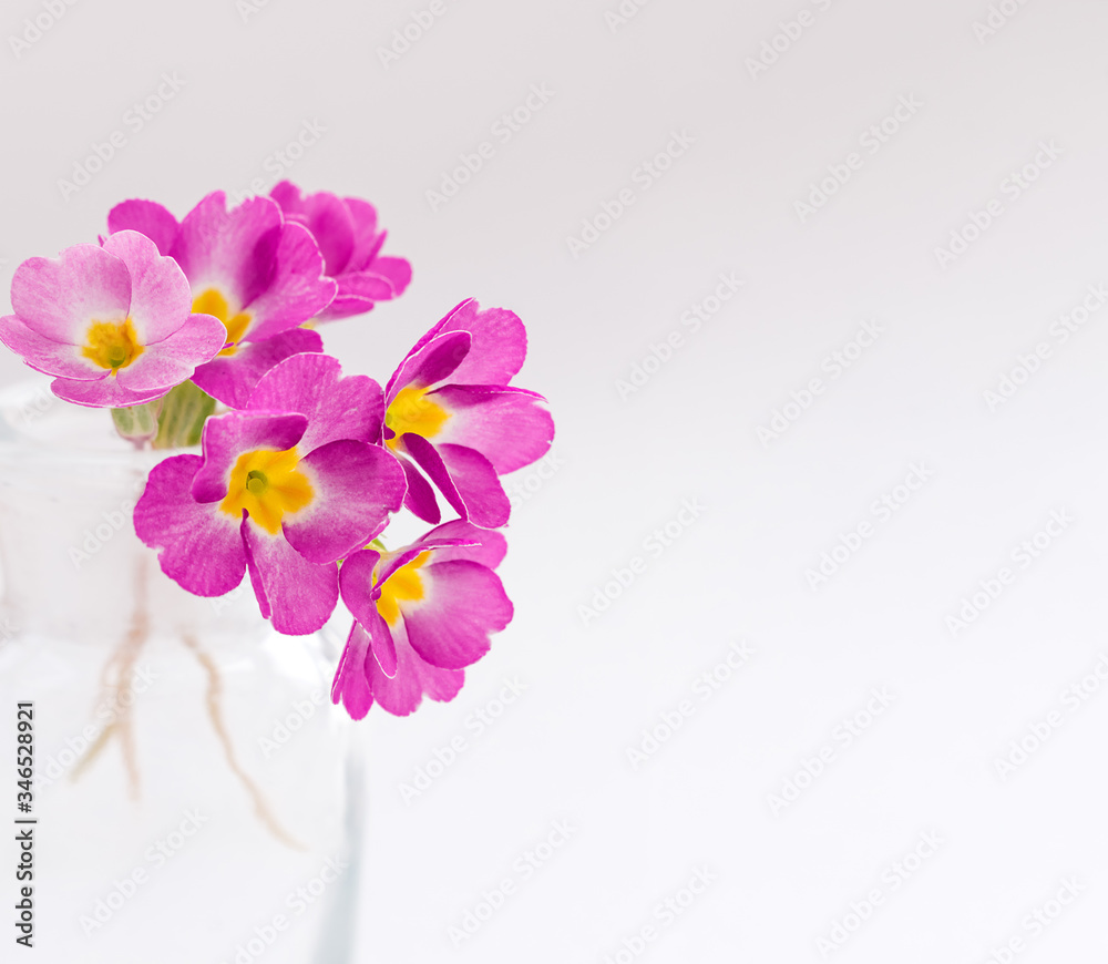 Pink primroses in a transparent glass vase on a white background.Spring concept,festive background.Selective focus Pink primroses in a transparent glass vase on a white background.Spring concept,festive background.Selective focus