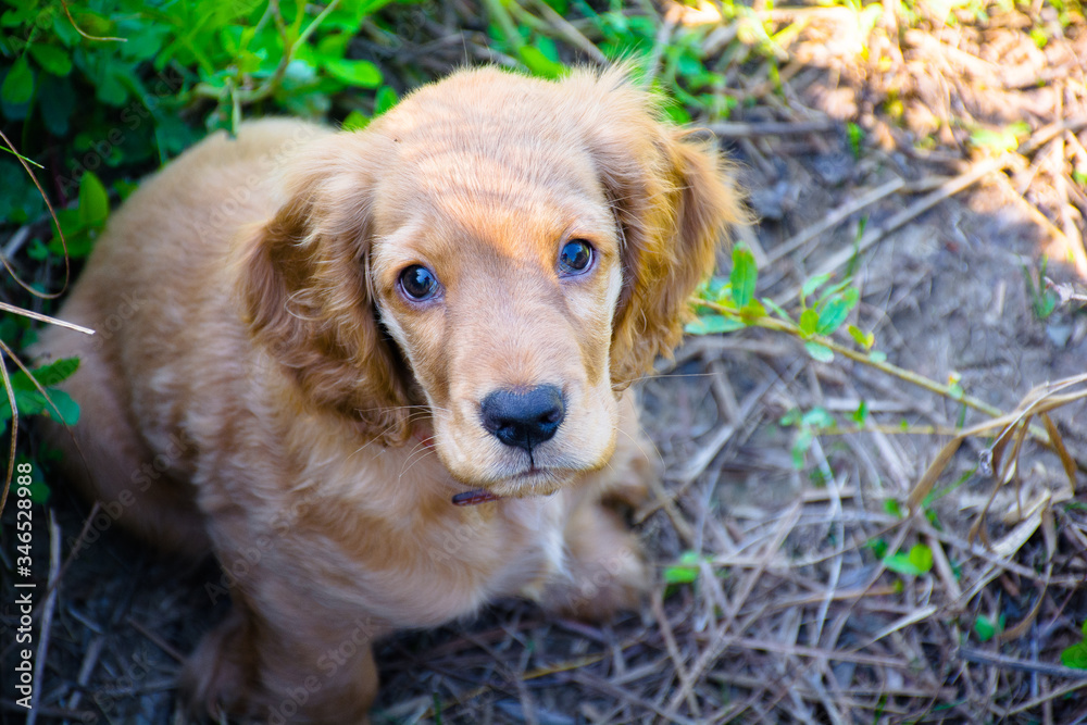 Spaniel puppy