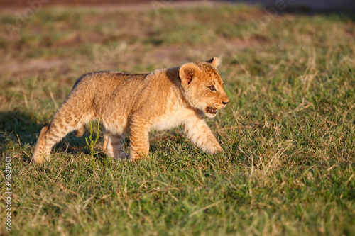 Lion cub walking in the Masai Mara Game Reserve in Kenya