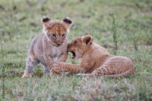 Murais de parede Lion cubs playing in the Masai Mara Game Reserve in Kenya