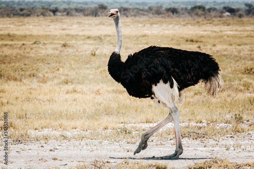 Ostrich (Struthio camelus), standing male in dry grass, Etosha National Park, Namibia