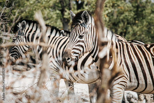 Zebra photographed through some branches  shallow depth of field. Etosha national park  Namibia.