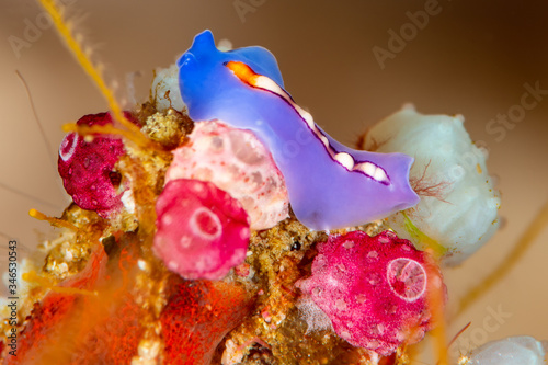 racing stripe flatworm photo