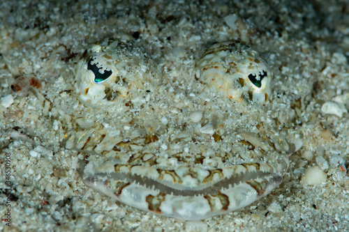 longsnout flathead fish covered with sand