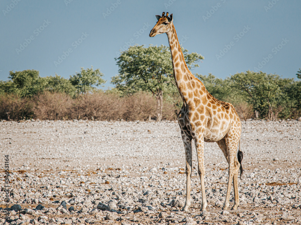 Obraz premium Giraffe, Giraffa camelopardalis, Etosha National Park, Namibia, Africa