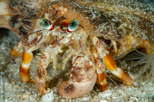 Anemone Hermit Crab photo