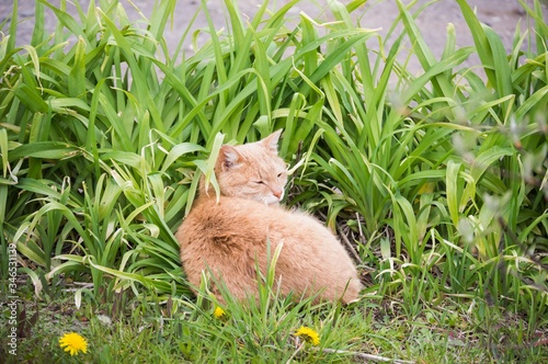 Red cat in the grass