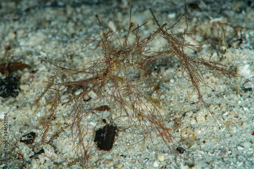 undetermined decorator crab