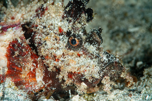 papuan scorpionfish fish on sand