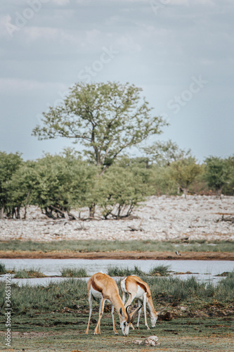 Two Springbok graze on fresh grass  next to a water hole in Etosha national park, Namibia photo