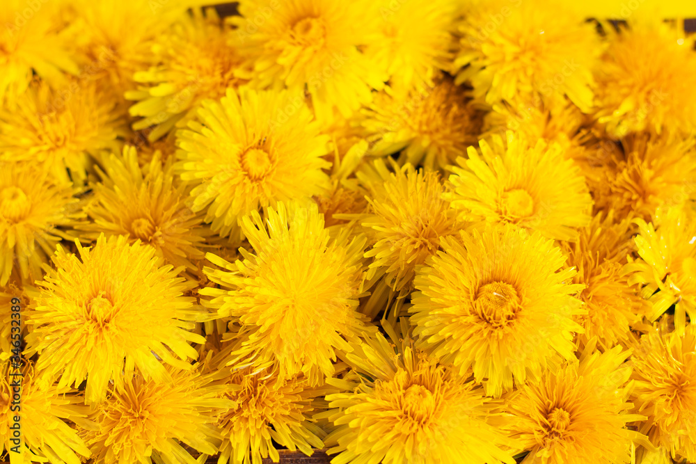 A large number of yellow dandelions. Natural background for your text. A large number of yellow dandelions. Natural background for your text.