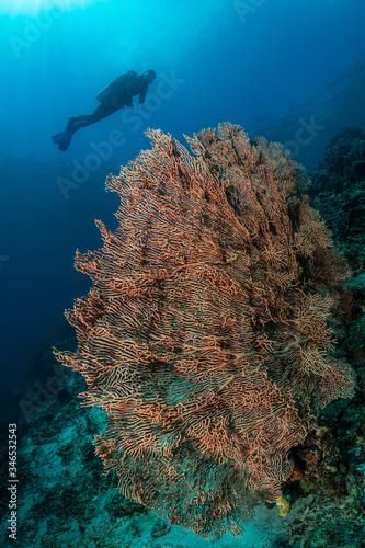 woman diver over a tropical gorgonian reef