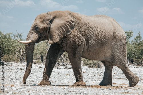African elephant  Loxodonta africana  on the open plains of the Etosha National Park  Namibia  southern Africa