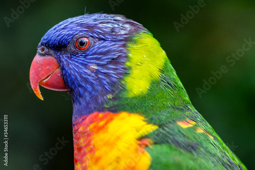 Fototapeta Profile View Of Rainbow Lorikeet Parrot