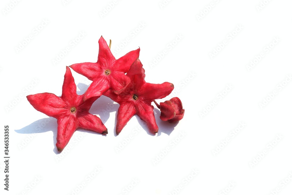 Harlequin Glory Bower Flowers or Clerodendrum Trichotomum Flowers Isolated on White Background with Copy Space for Texts Writing, Aslo known as Glorytree or Peanut Butter Tree Harlequin Glory Bower Flowers or Clerodendrum Trichotomum Flowers Isolated on White Background with Copy Space for Texts Writing, Aslo known as Glorytree or Peanut Butter Tree