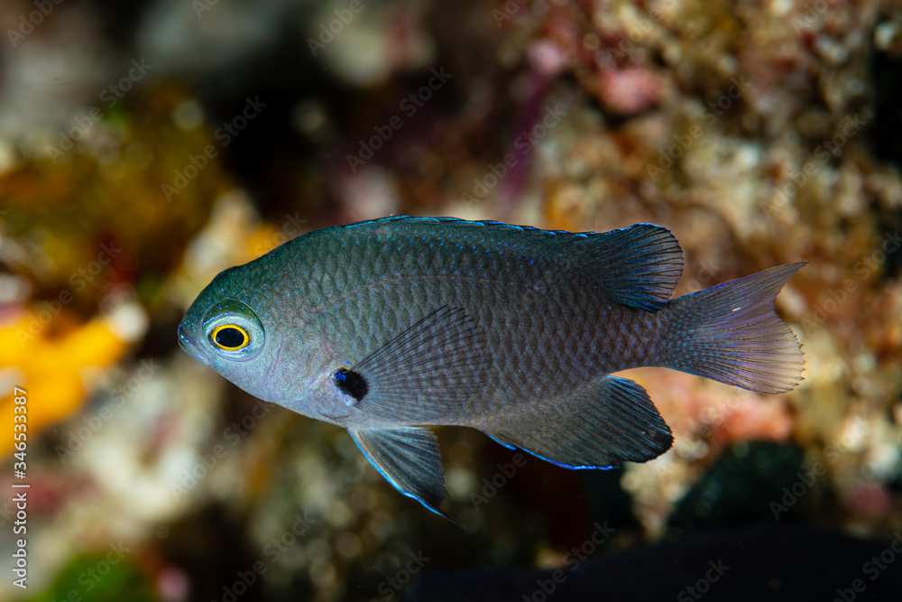 juvenile charcoal damsel fish on reef juvenile charcoal damsel fish on reef