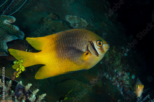 yellowtail damsel fish with dark bar