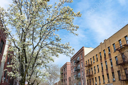 White Flowering Tree on a Street during Spring with Residential Buildings in Astoria Queens New York